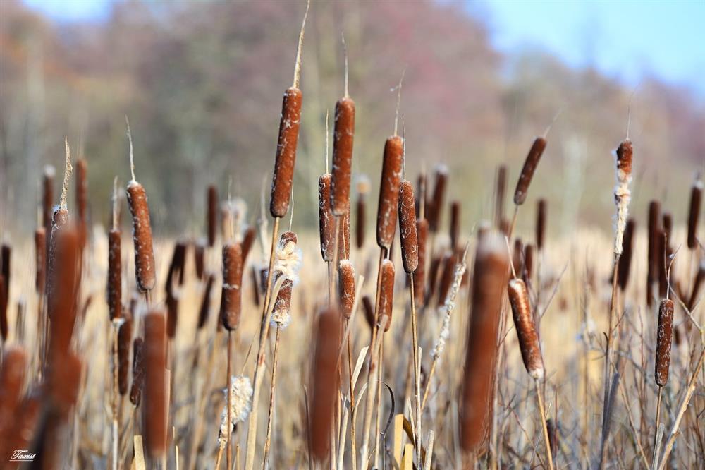 вещи выживание лес список снаряжение выживальщик набор необходимые поход природа заблудился потерялся одежда еда питание есть аптечка костер посуда нож звери убежище ночевка спасатели